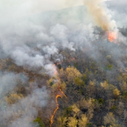 Wildfire smoke