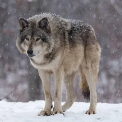 Gray wolf